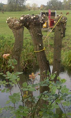 Tree surgery and tree maintenance in Suffolk