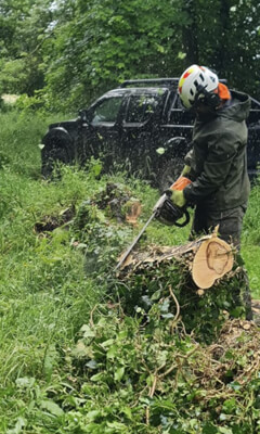 Tree surgery and tree maintenance